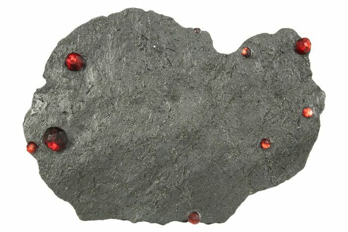 Plate of Nine Red Embers Garnets in Graphite - Massachusetts #313660